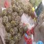 living snails - otalla lactea helixia asper..