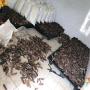 des produits à vendre cocombre de mer de mada