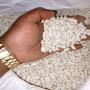 haricots blancs 