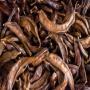 carob haut qualité 