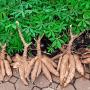 production de manioc