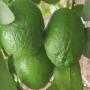 vente de citron 