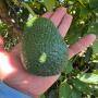 fruits frais - avocats hass pour europe