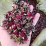 producteur roses rosa rugosa bords dorés