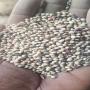 vente du mil ,  en wolof bassi et dougou