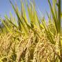 recherche de partenariats (acheteur de riz )
