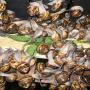 looking for buyers of helix aspersa muller