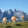 bovines.