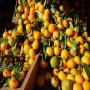 vente de clémentine de variété marisol 