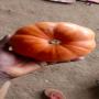 cherche acheteur de citrouille.