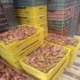 datte tunisienne /deglet nour 