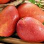 mangue