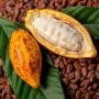  premium cocoa beans – northern congo (bz)