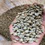 robusta coffee grade 1 & 2