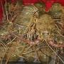langoustes rose , verte ,  congelé