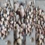 raw cashew nut,  new corp 2025