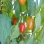 piment orange 
