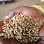 Caf&eacute; robusta non torr&eacute;fi&eacute; 