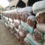 gingembre sec,  tamarins, et curcuma 