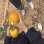 kaki du maroc 