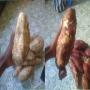 patates douces et des pommes de terre
