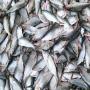 recherche acheteurs de poissons