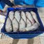 mulet origine maroc – qualité export