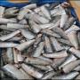 sardine hgt congelé