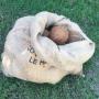 vend des noix de coco sèches epluchées