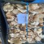 champignons sauvages frais et séchés –tunisie