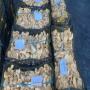 fresh and dried wild mushrooms  tunisia