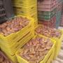 vente dattes deglet enour 