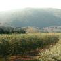 oliveraie rentable en production 14ha
