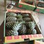 premium md2 pineapples from côte d’ivoire