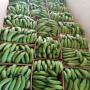 fresh plantain bananas from uganda