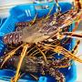 fournisseur langouste vivante,  crevette 