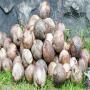 cherche à faire l'achat de noix de coco