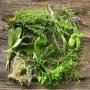 aromatic plants & spices