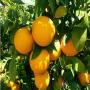 orange et mandarines  du maroc 