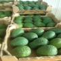 avocat du maroc