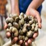sale of cashew nuts