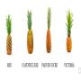 ananas toutes varietes et toutes origines