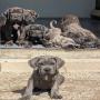 recherche chien de race 