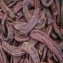 carob