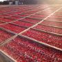 chercher client tomates sechees, indigo ..