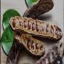 carob, noix d'olive, huil d'olive, noix de datte