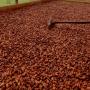commercialisation des fèves de cacao et de ca