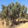 huiles d'olive d'exception 