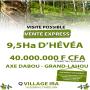 vente d’une plantation d’hévéa 