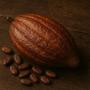cacao de madagascar – fèves premium fermentée